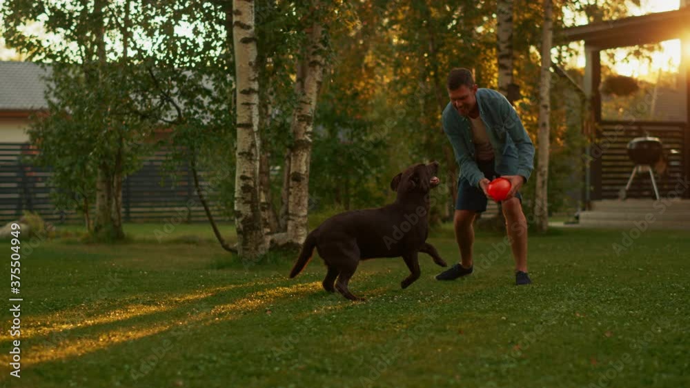 Handsome Man Plays Catch with Happy Brown Labrador Retriever Dog on the Backyard Lawn. Man Has Fun with Loyal Nobel Pedigree Dog Outdoors in Summer House Backyard. Golden Hour Slow Motion Shot Handsome Man Plays Catch with Happy Brown Labrador Retriever Dog on the Backyard Lawn. Man Has Fun with Loyal Nobel Pedigree Dog Outdoors in Summer House Backyard. Golden Hour Slow Motion Shot
