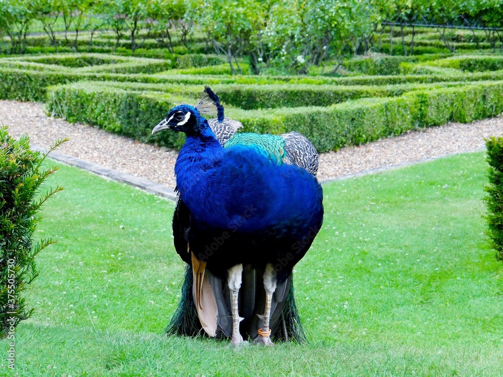 the-peacock-garden-at-warwick-castle-uk-stock-photo-adobe-stock