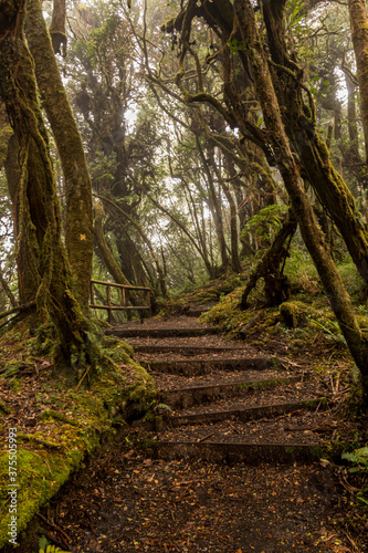 Barva volcano trails  Barva National Park  Costa Rica