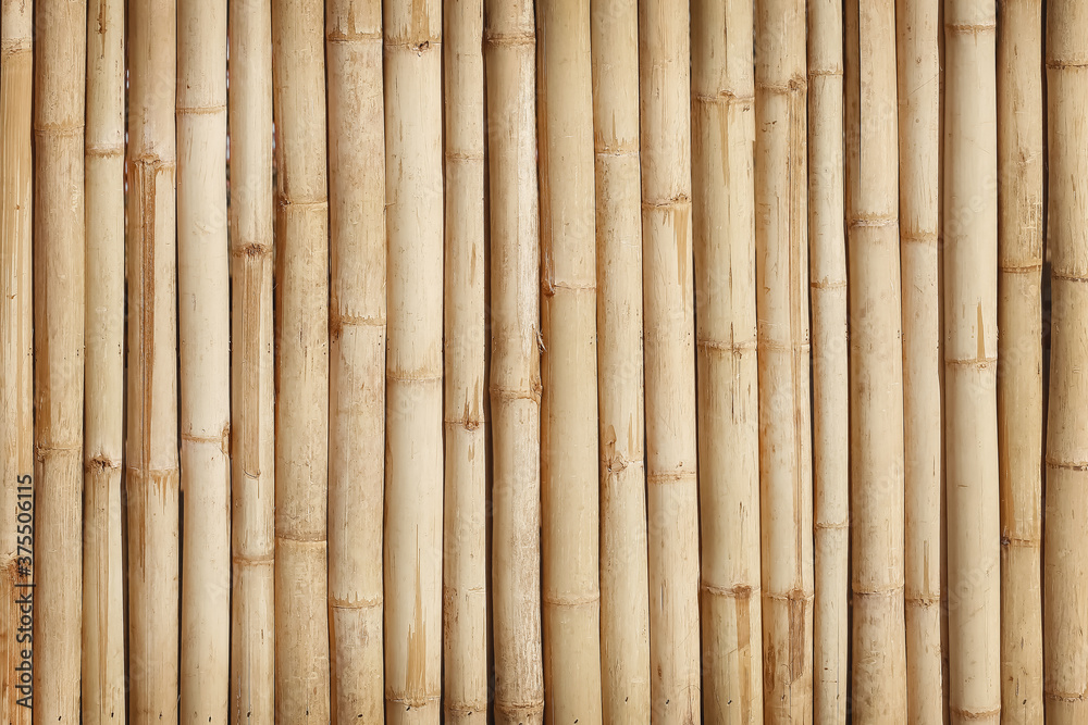 Fototapeta premium Dry Bamboo Fence Texture abstract for Background