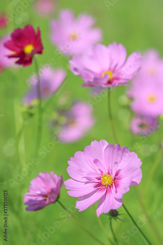 Cosmos flower in the gardens nature with green blurred background