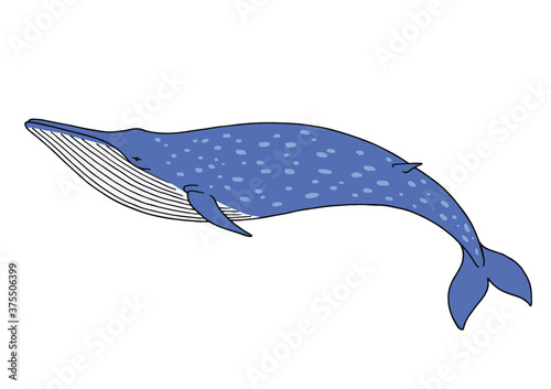 シロナガスクジラのイラスト