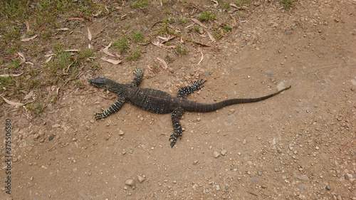 tree-dwelling lace monitor on road