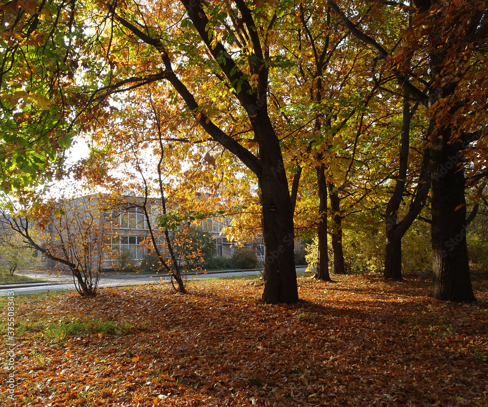 autumn oaks and maples among the fallen yellow and red foliage on the blurred background of the city autumn oaks and maples among the fallen yellow and red foliage on the blurred background of the city
