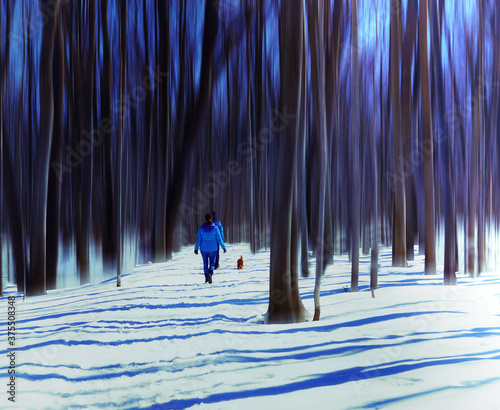 Unrecognizable persons ans dog taking a walk in aforest in winter in a forest of  leafless elongated dark trees with a blue sky in background
 photo