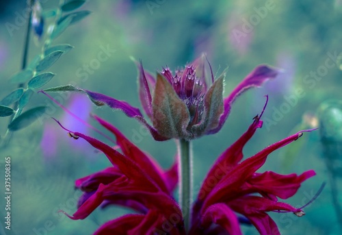 Close up of a red bergamot monarda flower on a colorful pastel boleh  background photo