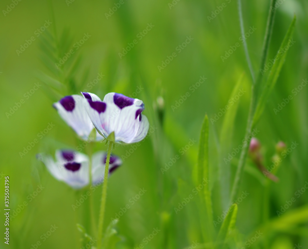 Beautiful white and purple Iceland poppy flowers on an awesome green field background