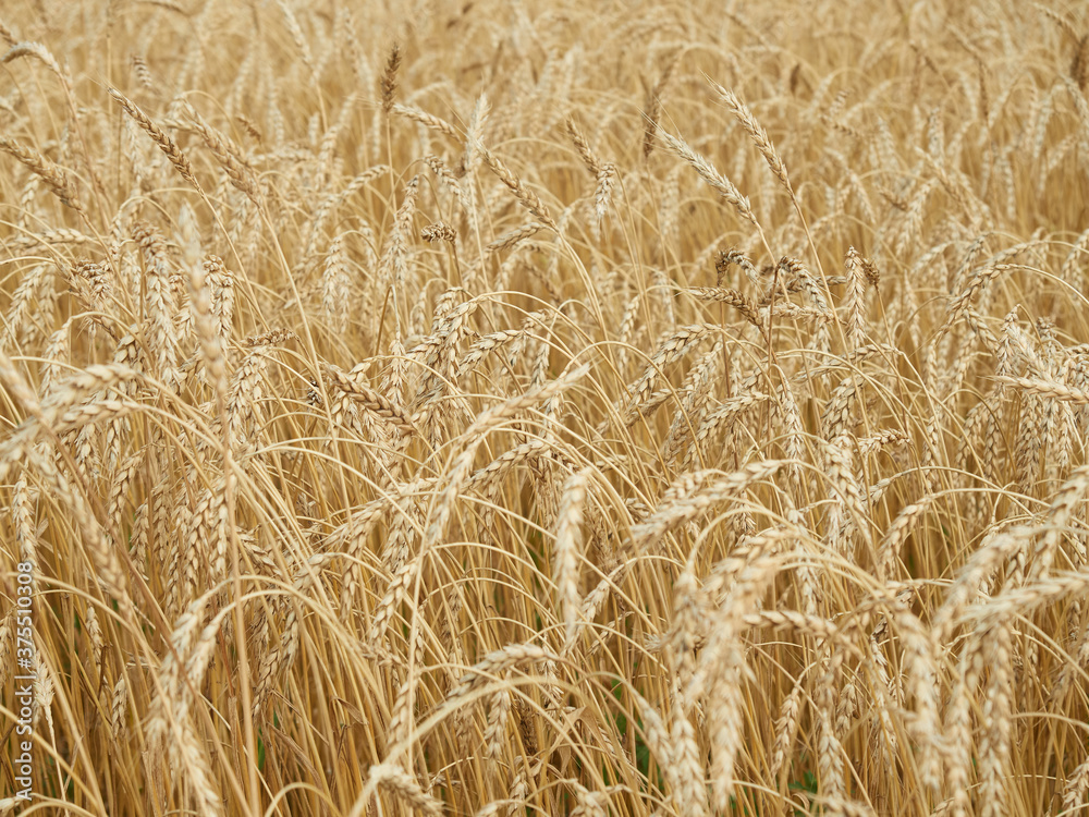 Yellow, ripe ears of wheat as background Yellow, ripe ears of wheat as background