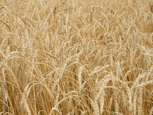 Yellow  ripe ears of wheat as background