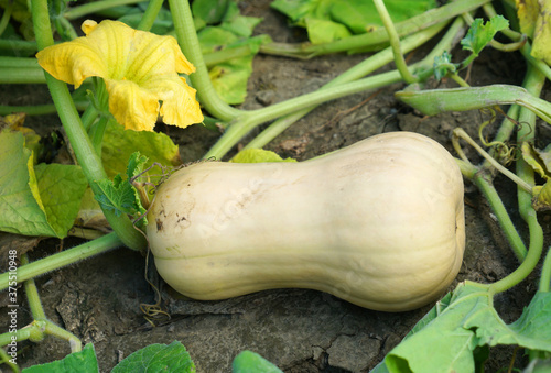 Foto ripe butternut squash in the field during harvest season