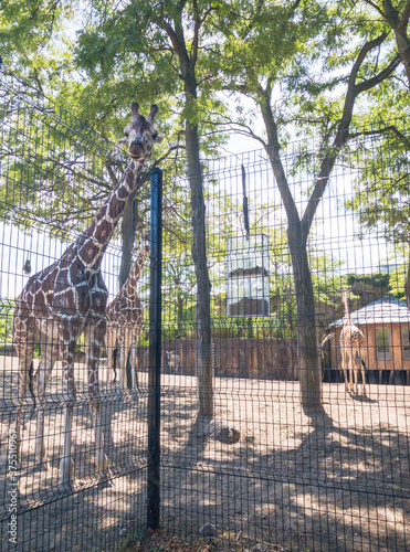 beautiful, graceful giraffes in den of trees and zebra in background behind fence at the Lincoln Park Zoo in Chicago, Illinois  photo