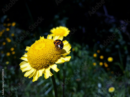 ladybug on sunflower