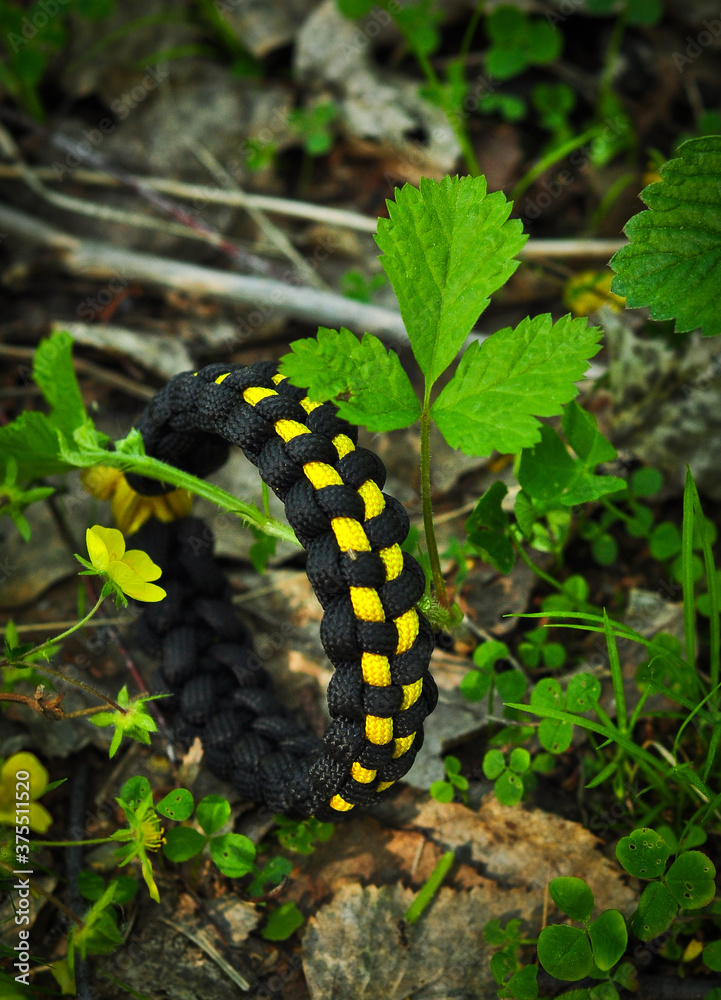 Braided paracord bracelet with black and yellow in the forest grass vertically