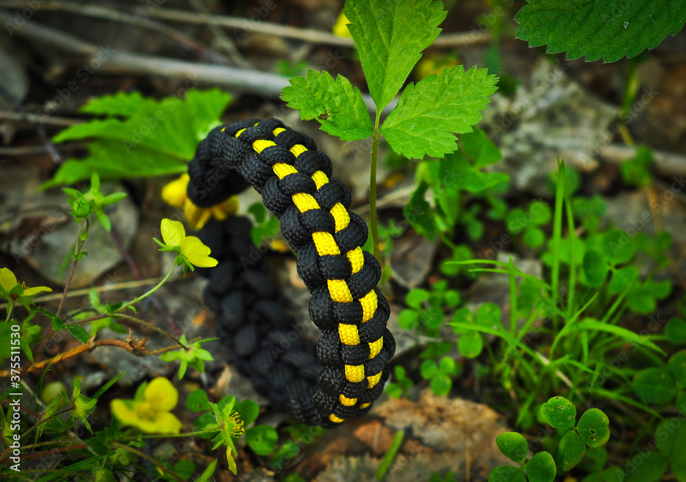 Braided paracord bracelet with black and yellow in the forest grass horizontally Braided paracord bracelet with black and yellow in the forest grass horizontally