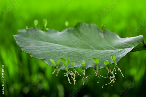 Leaf of Bryophyillum with buds. Some Plants grow from the leaf. Asexual reproduction on plant photo