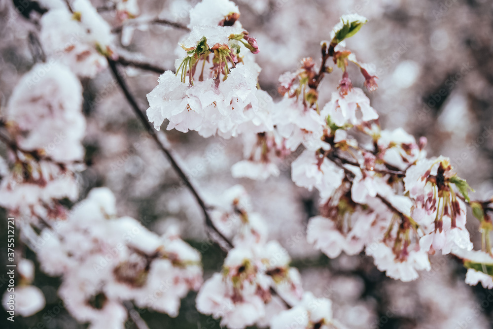 雪を被った桜 雪を被った桜
