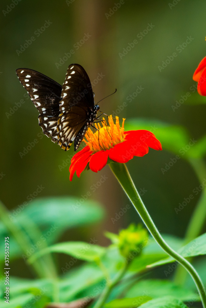 Obraz premium Common Mime butterfly