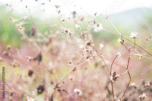 Dream of dandelion  © Lili.Q