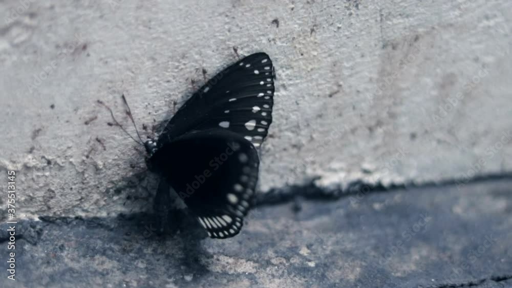 A dead butterfly is dragged by ants as their food.