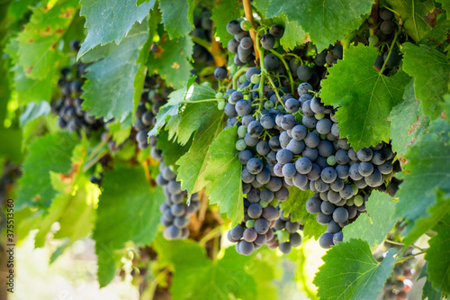 Vine grape in champagne vineyards at montagne de reims