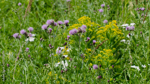 Purple Wildflowers on the Baldy Mountain Hiking Trail in Duck Mountain Provincial Park, Manitoba, Canada
