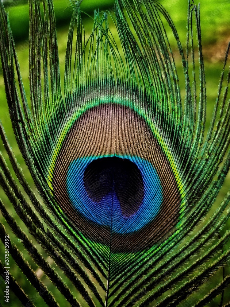 Naklejka premium peacock feather close up