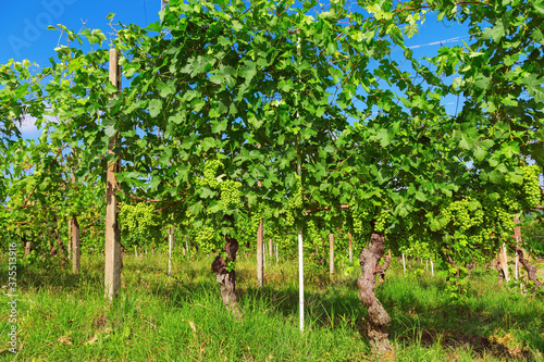 Years old vine. Green grapes growing on the farm. Langhe region in Piedmont. Italy
