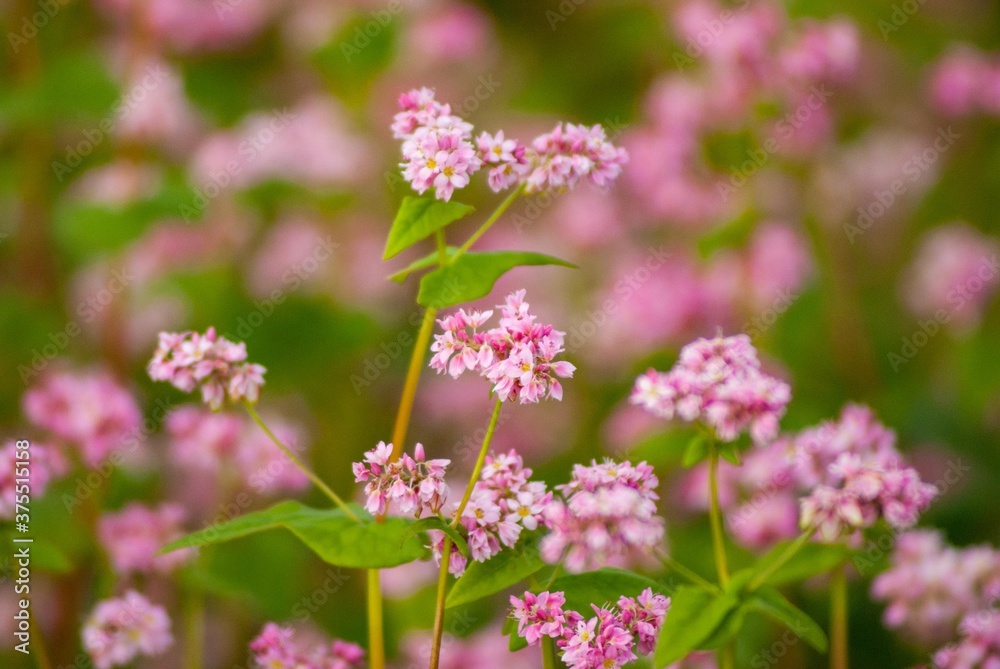 「高嶺ルピー」といわれる腰の強い赤蕎麦の花 「高嶺ルピー」といわれる腰の強い赤蕎麦の花