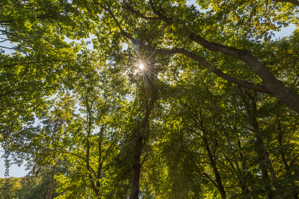 Pictures of old trees in the city Park of Tambov
