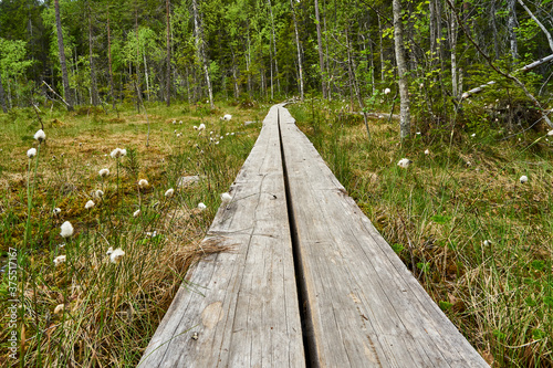 Duckboards leading overthe swamp photo