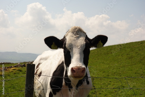 Portraitfotos einer schwarz-weißen Kuh in Nahaufnahme. Die Kuh richtet neugierig die Ohren auf die Kamera. Grüne Wiese und wolkiger Himmel im Hintergrund.