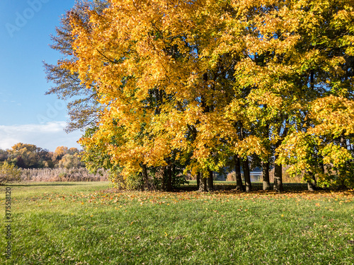 picturesque park landscape view with green grass and high trees with yellow foliage against blue sky