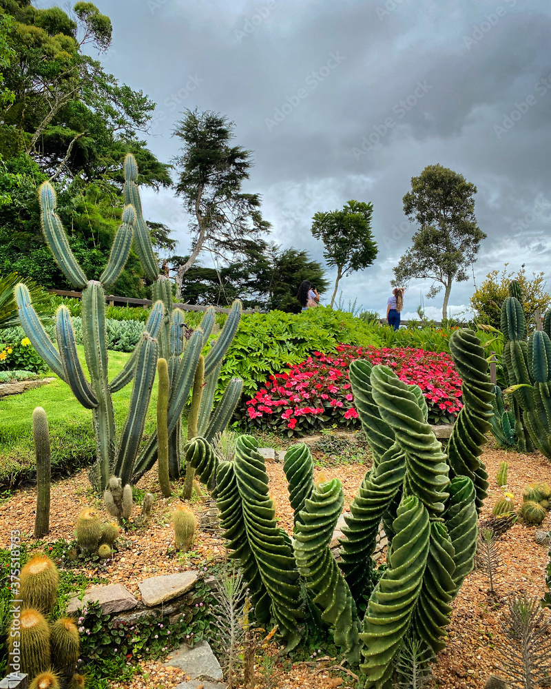 Fototapeta premium cactus in the garden