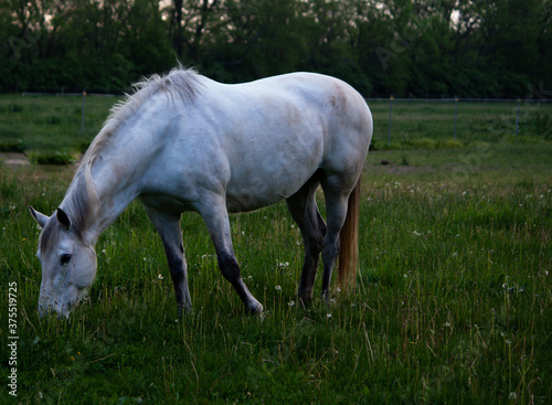 White horse grazing in a pasture