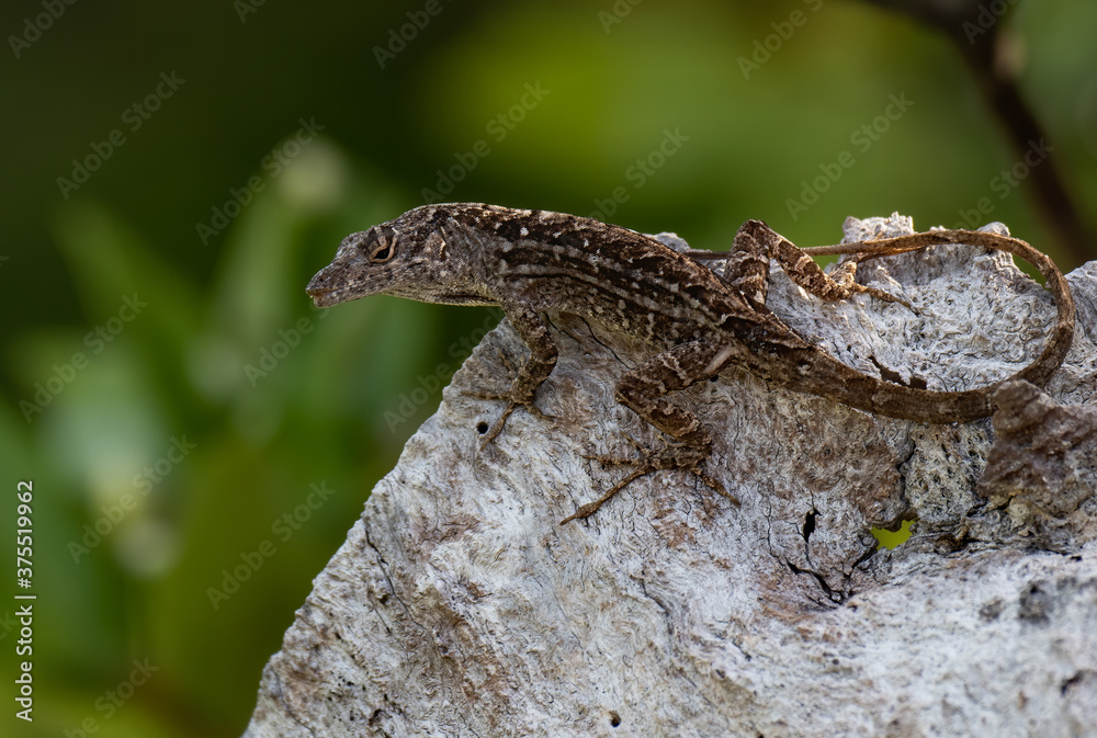 Fototapeta premium Macro Photo of a Lizard