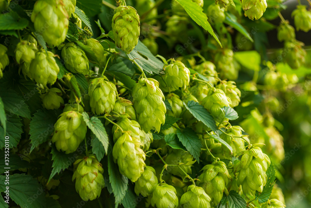 Hopfen an einem Zweig