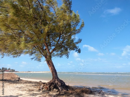 tree on the beach © samaratessa
