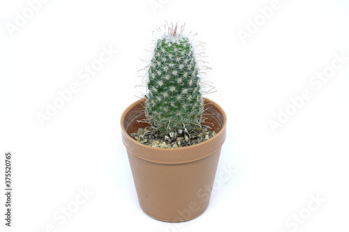 Cactus in a pot with a white background.