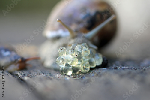 Close-up from Snails and Tigersnails Eggs photo