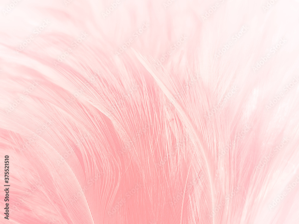 Beautiful abstract gray and pink feathers on white background,  white feather frame texture on pink pattern and pink background, feather, pink banners
