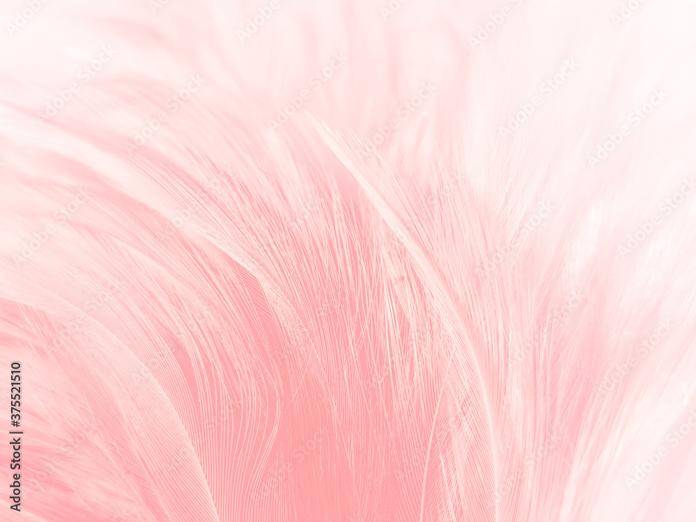 Beautiful abstract gray and pink feathers on white background, white feather frame texture on pink pattern and pink background, feather, pink banners Beautiful abstract gray and pink feathers on white background, white feather frame texture on pink pattern and pink background, feather, pink banners