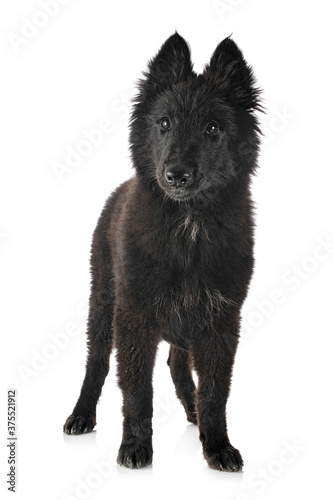 ppuppy Groenendael dog photo