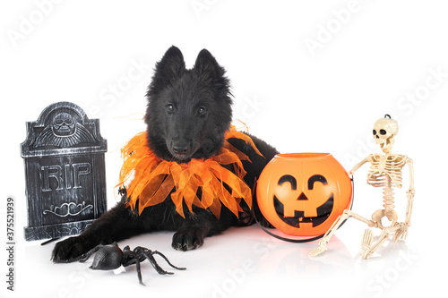 ppuppy Groenendael dog photo
