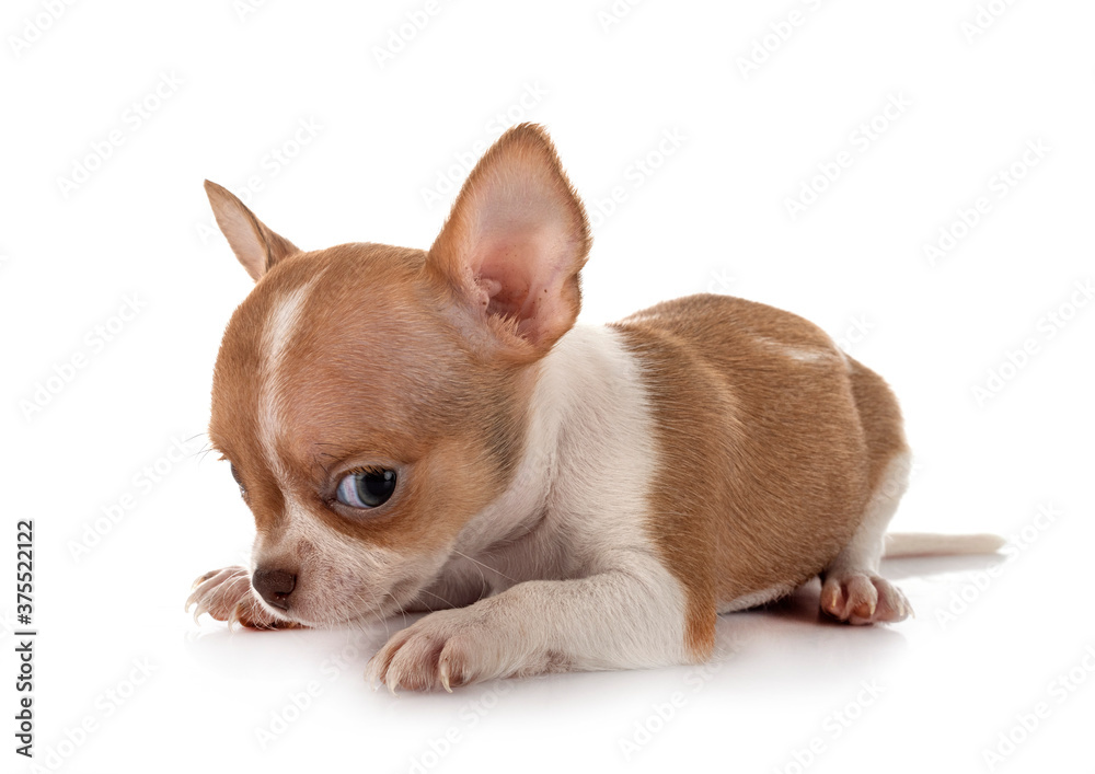 Fototapeta premium chihuahua in studio