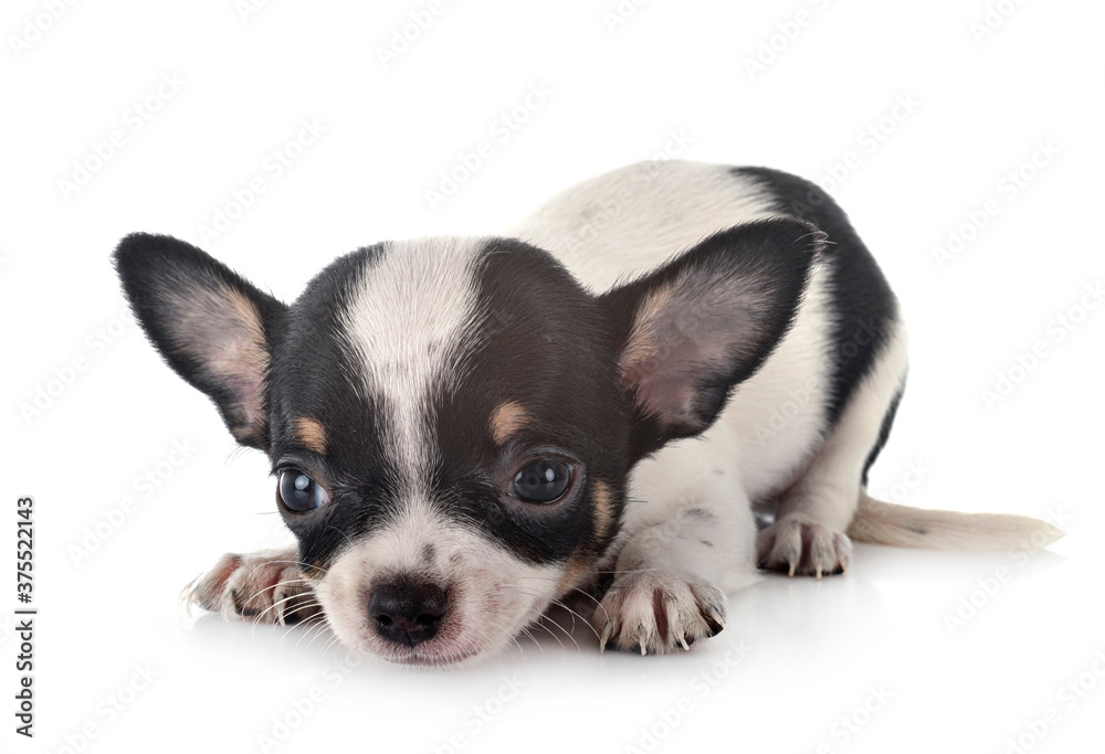 chihuahua in studio