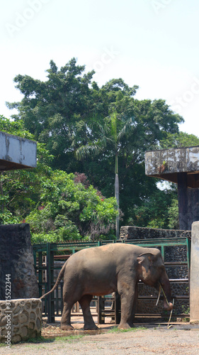 Sumatran elephants with the Latin name Elephas maximus sumatrensis