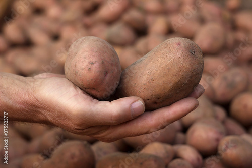 Man holds in his hands a few potato tubers on a background of potatoes, harvest. Agriculture concept