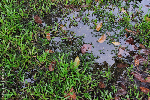 Pools of stagnant water on a grass field during rainy season. Drainage problem leaving ground filled with deep puddles of standing rain water making it an ideal breeding ground for mosquitoes.