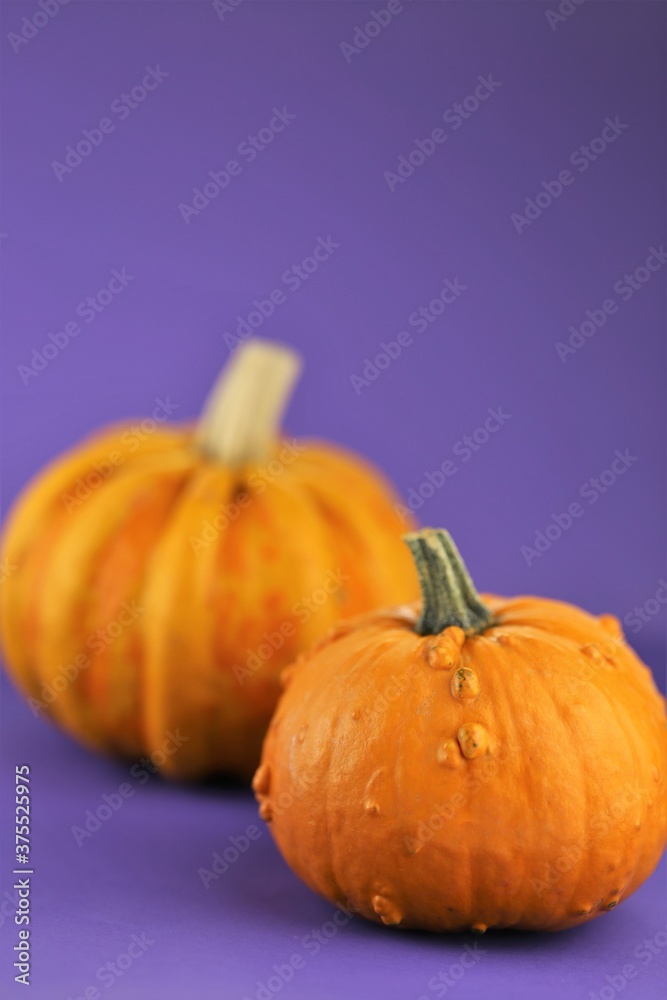 Thanksgiving Day. Autumn harvest of fruits and vegetables. Pumpkins on a bright purple background.Autumn time.Halloween. Pumpkin harvest. Pumpkin season Thanksgiving Day. Autumn harvest of fruits and vegetables. Pumpkins on a bright purple background.Autumn time.Halloween. Pumpkin harvest. Pumpkin season