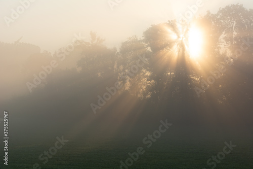 Lever du soleil à travers les arbres avec brume matinale